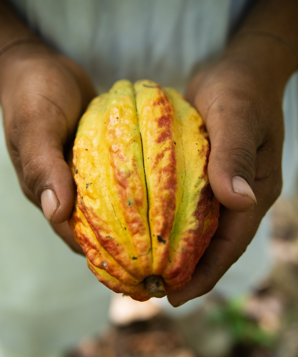 affiche du film Cacao, retour à l’essentiel 