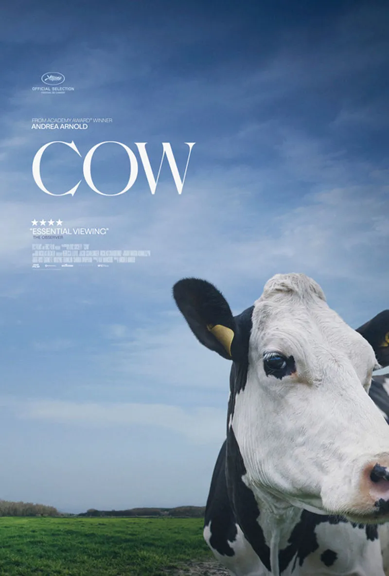 affiche du film Cow